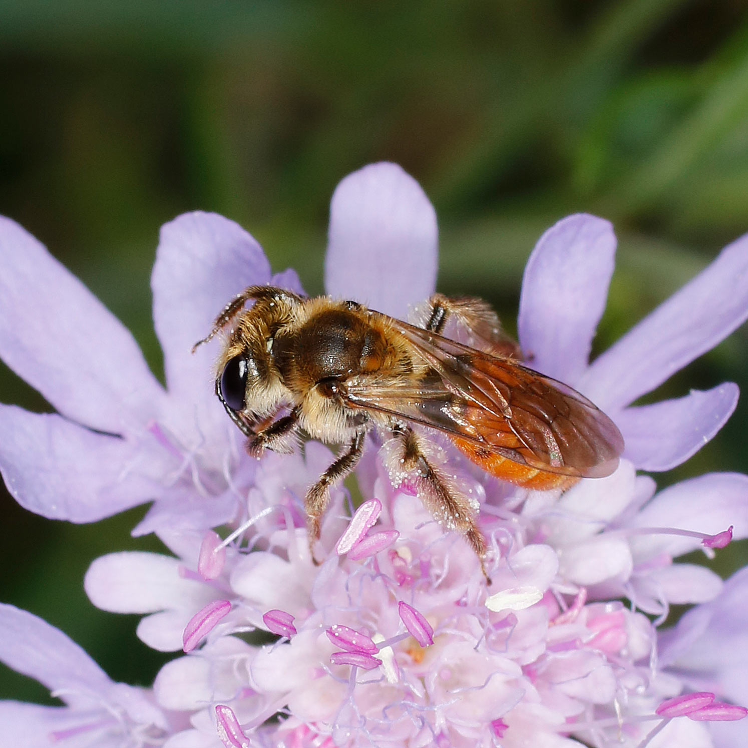 Apidae Andreninae da identificare